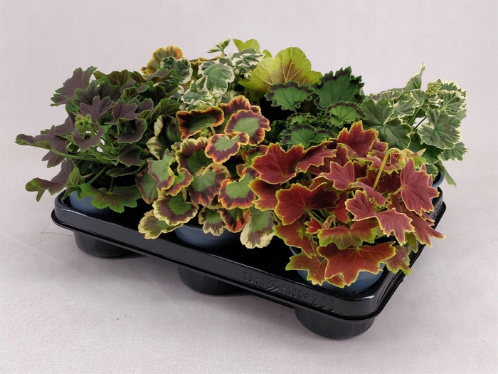 <h4>Pelargonium zona.   ...</h4>