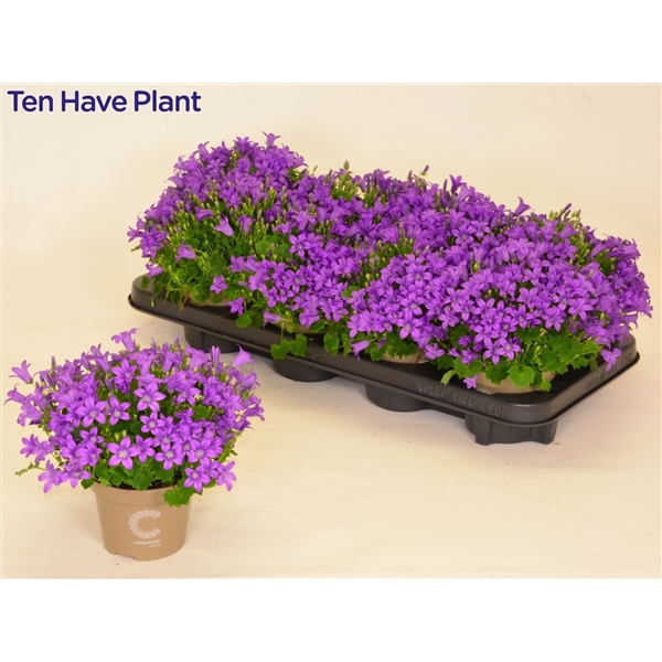 <h4>Campanula Porto Longlife Bloeiend</h4>
