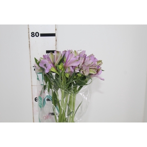 ALSTROEMERIA PLATINA 080 CM