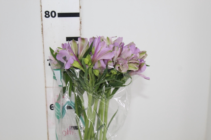 <h4>ALSTROEMERIA PLATINA 080 CM</h4>