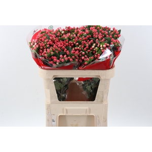 Hyp Sweet Rom Spray