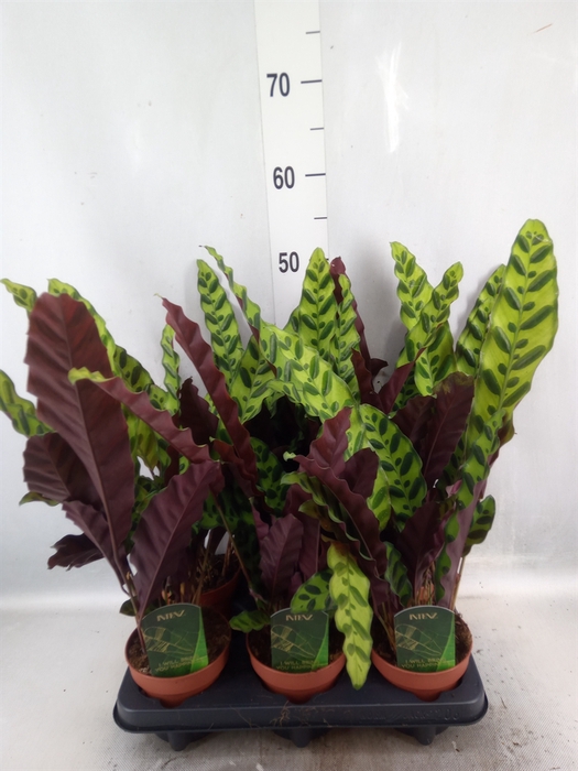 <h4>Calathea lancifolia</h4>