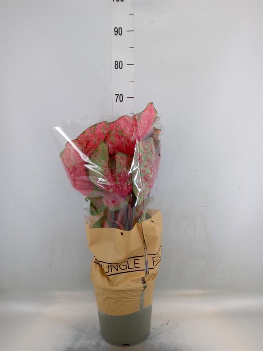 <h4>Caladium   ...</h4>