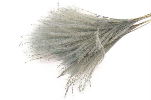 Bunch Fluffy Silver Grass 10pcs L75