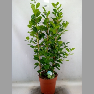 Ficus microcarpa 'Moclame'