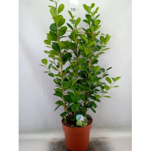 Ficus microcarpa 'Moclame'