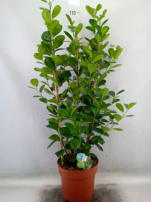 <h4>Ficus microcarpa 'Moclame'</h4>