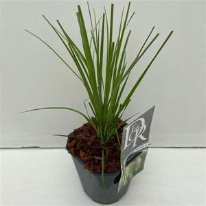 Graminées Cortaderia sell. 'Pumila'