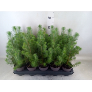 Pinus pinea 'Silver Crest'