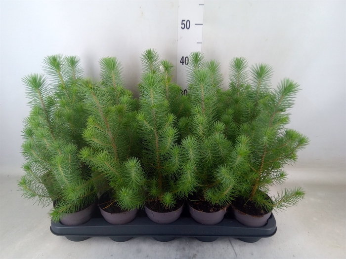 <h4>Pinus pinea 'Silver Crest'</h4>