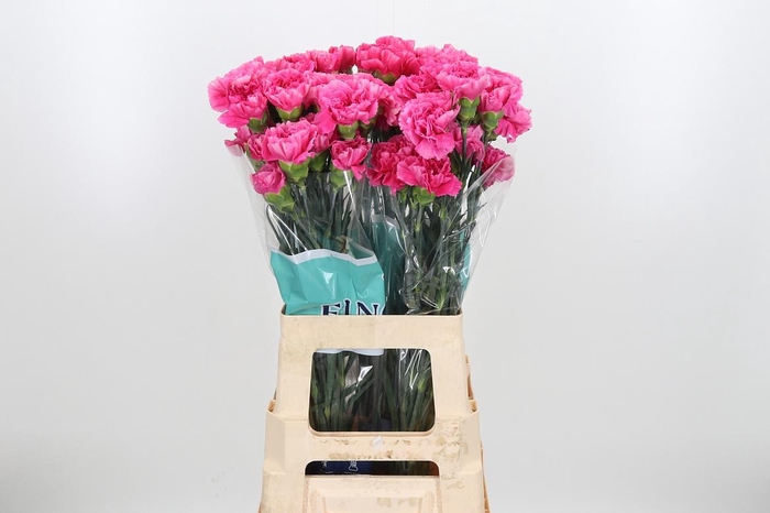 <h4>Di St Mozart</h4>