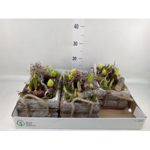 Arr.   Bol/Knolgewas L%