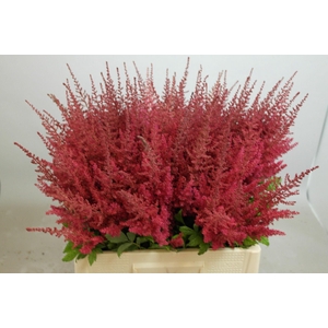 Astilbe Paul Gäarder