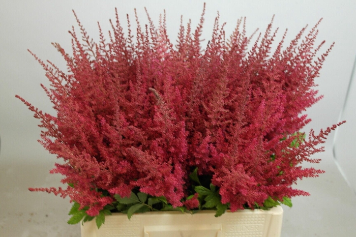 <h4>Astilbe Paul Gäarder</h4>