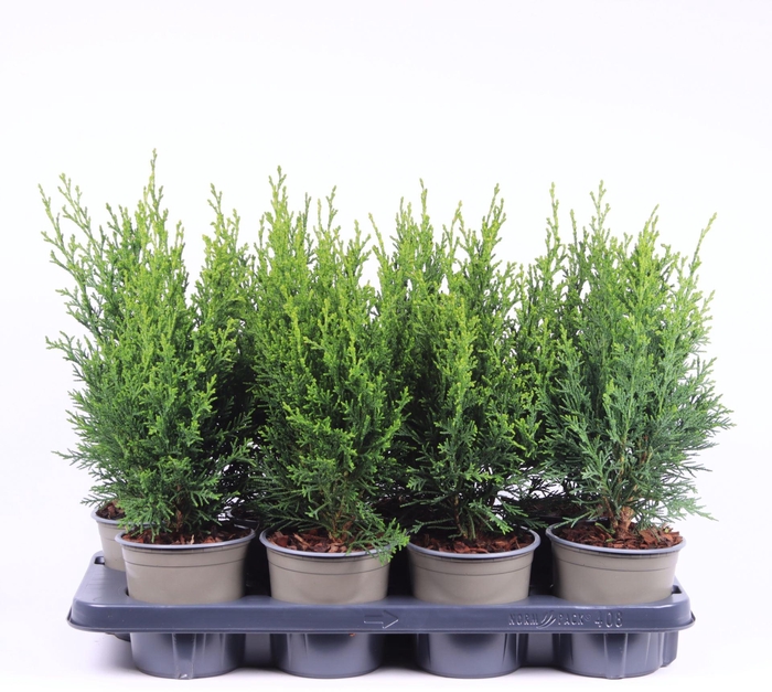 <h4>Chamaecyparis Robusta</h4>