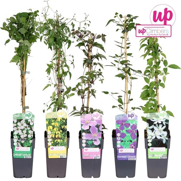 <h4>Clematis mix tray</h4>