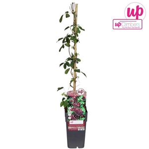 Akebia quinata P15