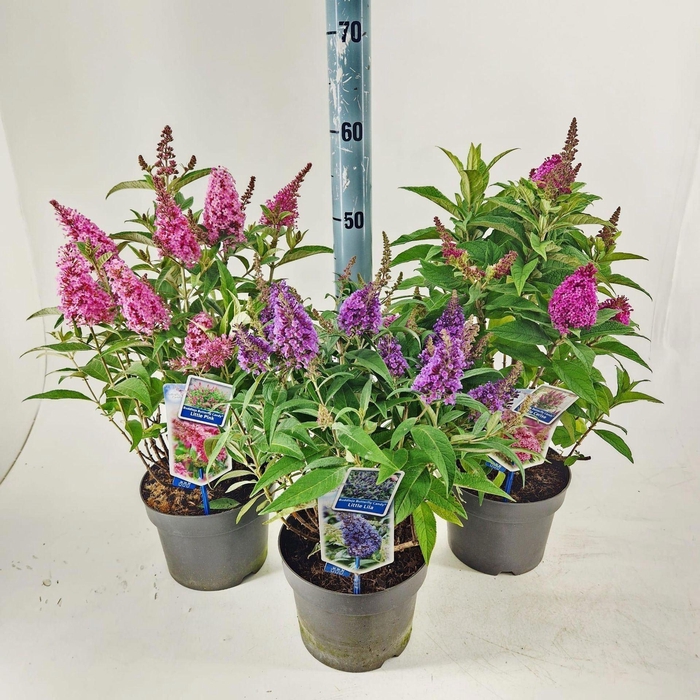 Buddleja Butterfly Candy Gemengd