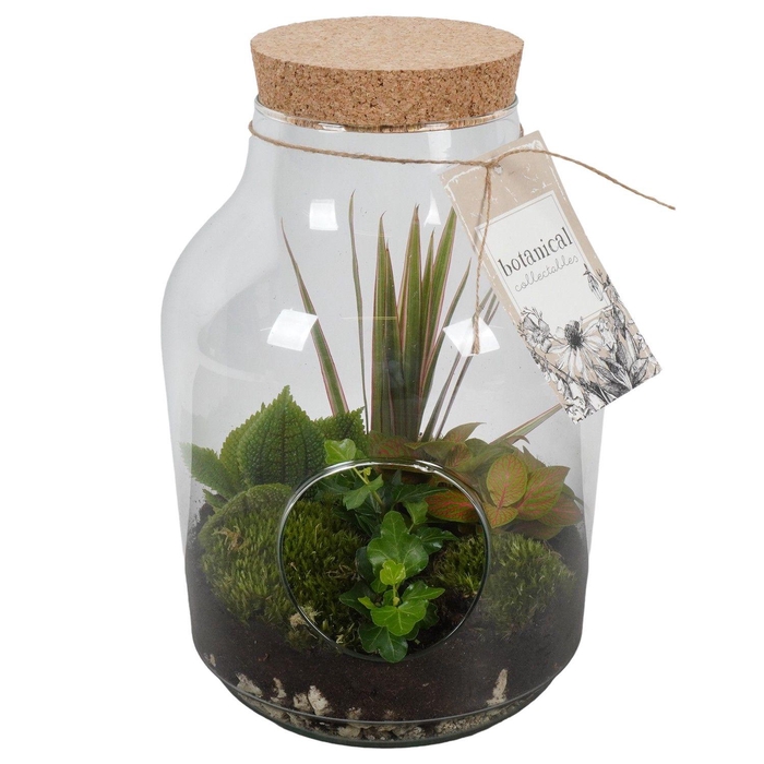 <h4>PTGIG2183 Arrangement Greens in glass in glazen terrarium</h4>