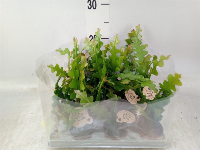 <h4>Epiphyllum anguliger</h4>