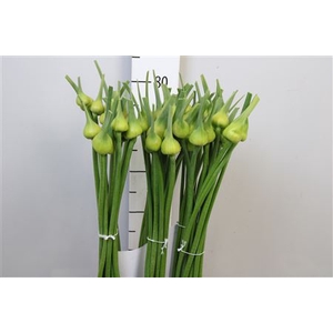 Allium Cepa Judith