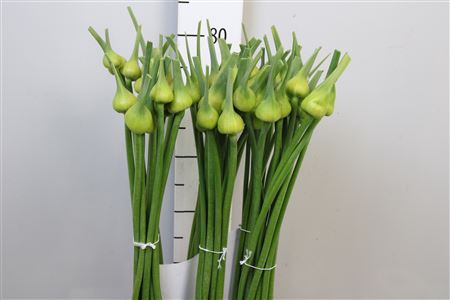 <h4>Allium Cepa Judith</h4>