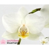 PHAL GEM