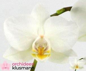 PHAL GEM