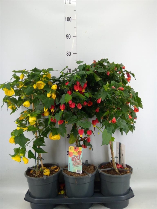 <h4>Abutilon   ...</h4>