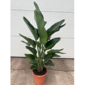 Strelitzia Nicolai 3 toef