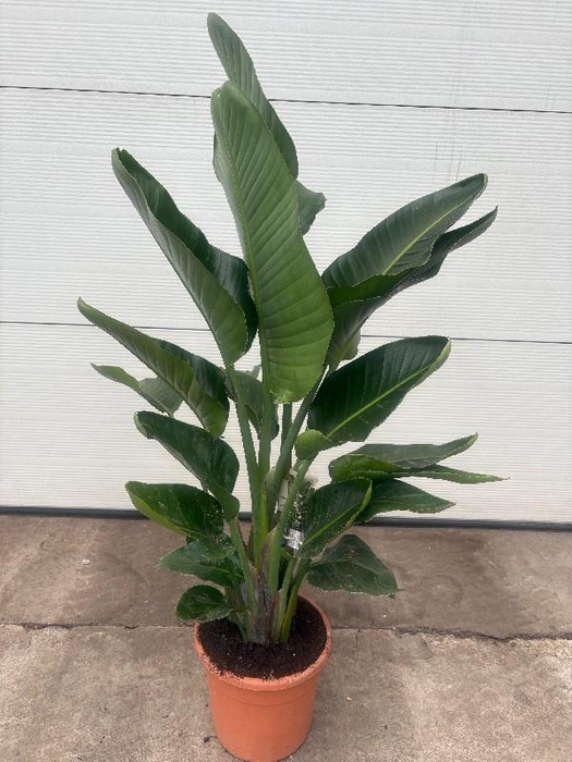 <h4>Strelitzia Nicolai 3 toef</h4>