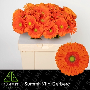 Gerbera Atlanta Water