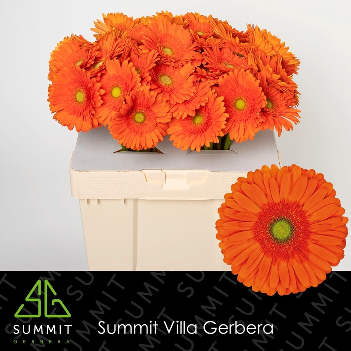 <h4>Gerbera Atlanta Water</h4>