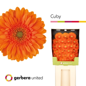 Germini Cuby Diamond