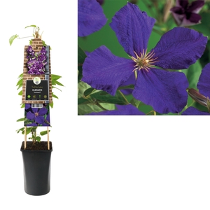 Clematis 'Jackmanii' +3.0 label