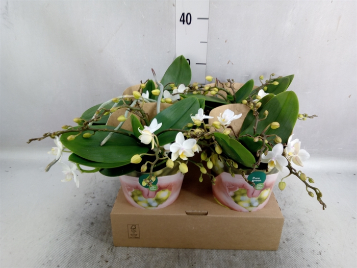 <h4>Phalaenopsis   ...white</h4>