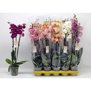PHAL GEM