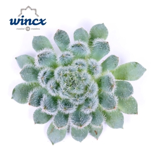 Echeveria Ov