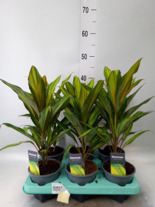 <h4>Cordyline fruti. 'Kiwi'</h4>