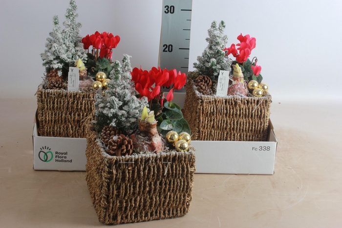 <h4>ARR HIPPEASTRUM</h4>