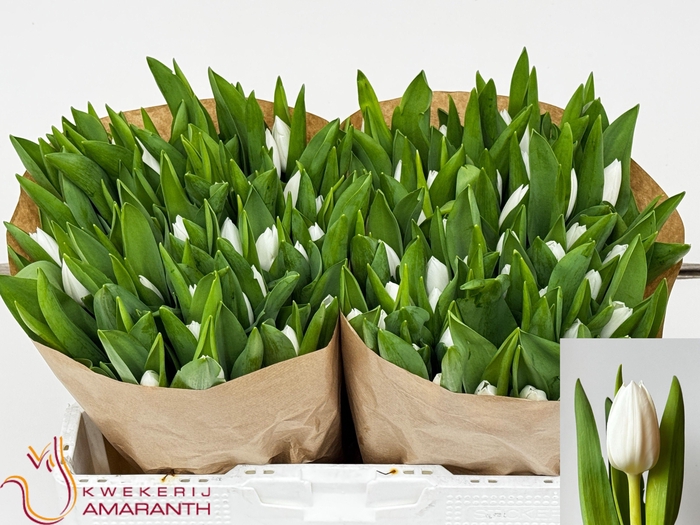 <h4>TU EN ROYAL VIRGIN</h4>