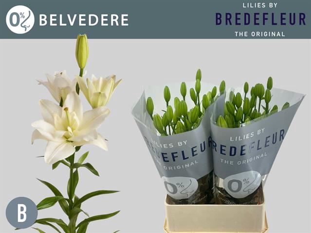 <h4>Li La Belvedere</h4>