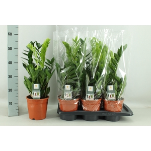 ZAMIO ZAMIIFOLIA