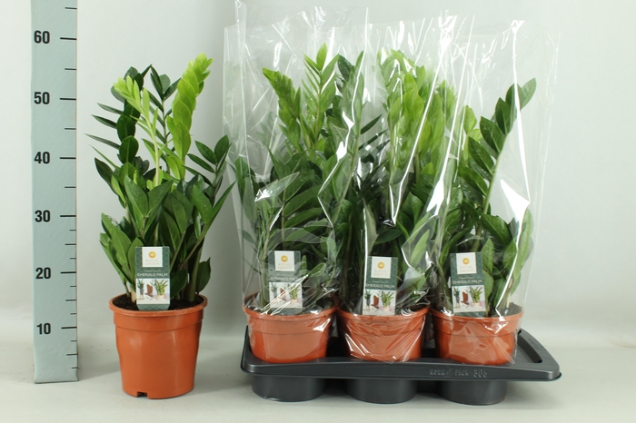 <h4>ZAMIO ZAMIIFOLIA</h4>