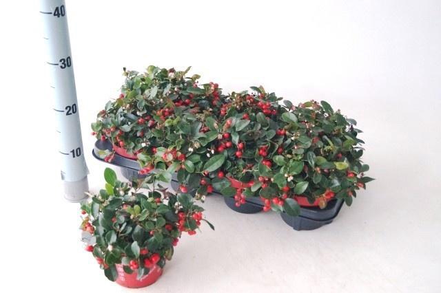 <h4>GAULTH PROCUMBENS</h4>