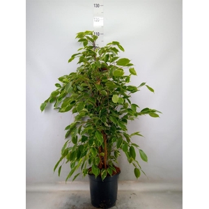 Ficus benja. 'Golden King'