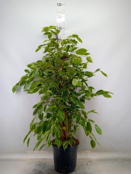 <h4>Ficus benja. 'Golden King'</h4>