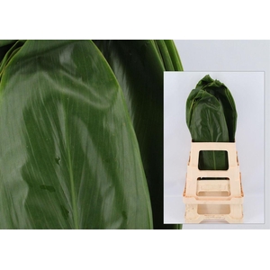 Cordyline Fruticosa Green Leaf 62cm