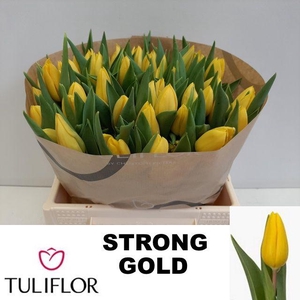 TU EN STRONG GOLD