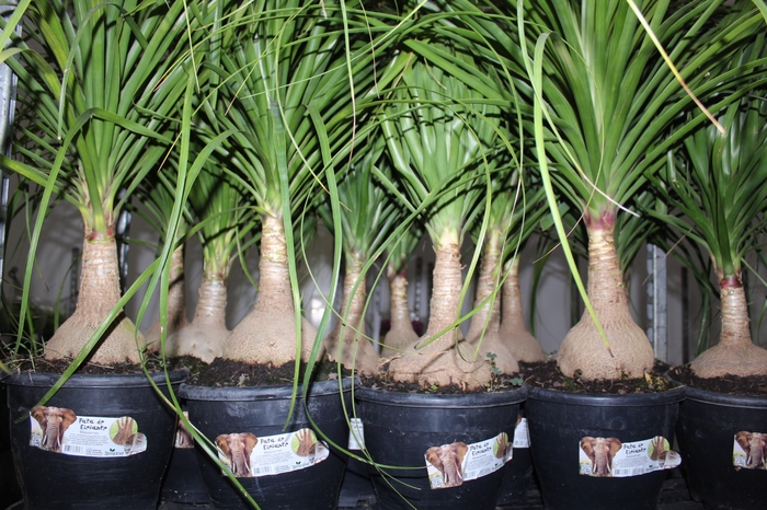 <h4>BEAUCARNEA P24</h4>
